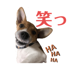 hachi_20190722180622