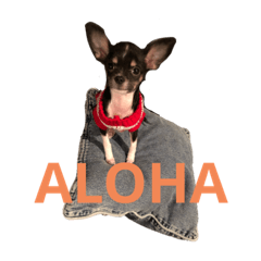 Alohadog