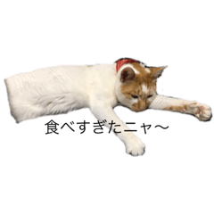 cat'sdailylife