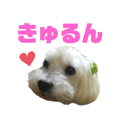 midori_20190722211629