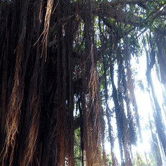 Aerial root of eucalyptus