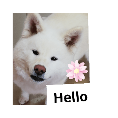 greeting akita dog
