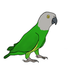Cute Senegal parrot