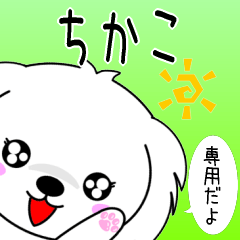 Chikako only Cute Maltese Sticker