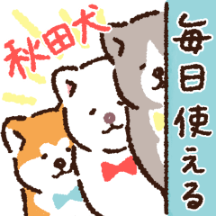 Everyday Akita Inu(dog)