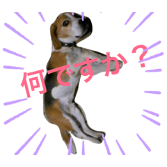 ビーグル犬タロー（実写版）