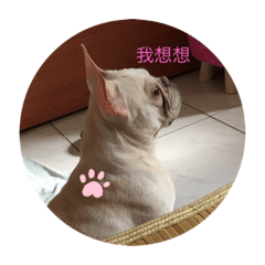 毛小孩的故事