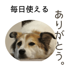 Cute, lazy dog with nice message sticker