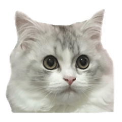 Elder cat