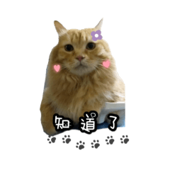 貓咪-喵日常用語篇