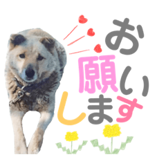 Chibi Jiro Koo_20190723215642