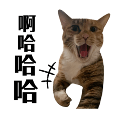 Lily醬一歲了 趴吐