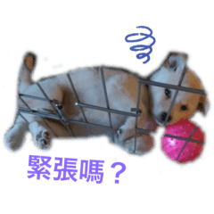 柴犬布丁生活日記