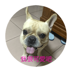 可愛的狗貢丸
