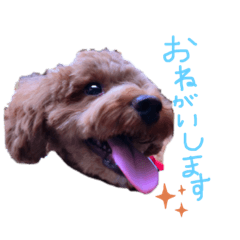 toypoodle mitsuba