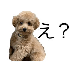 dog 3biki