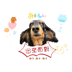 Q毛臘腸系 林布丁