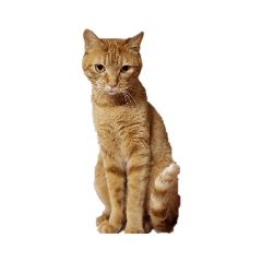 chiitan_20190724222405