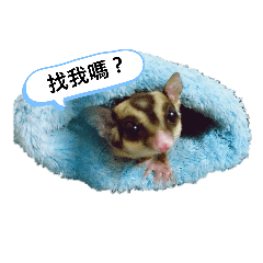 小寵物蜜袋鼯