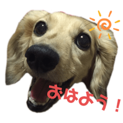 dog_20190725004025