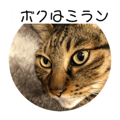 Ace_20190725071716