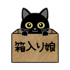 Black cat in a box