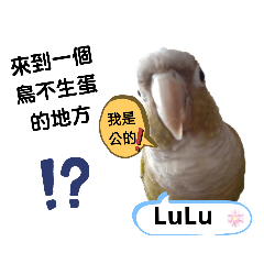 鯨創作 之 LuLu 鸚鵡篇