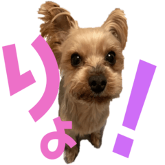 Lazy Yorky Taku and Riku