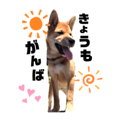 omuraisu_ShibaSTAMP