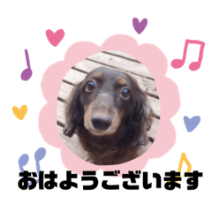 my pretty pet dachshund