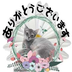 kitten stickers honorific