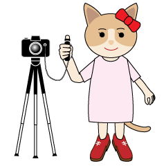 Daily life of camera cat