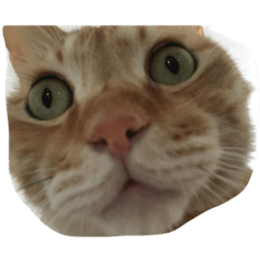 kurumi_20190726101908