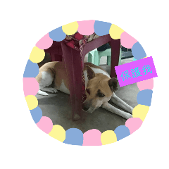 lovely dog<3