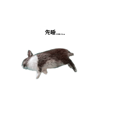 肥肥來了！