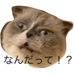Mame_syamoji
