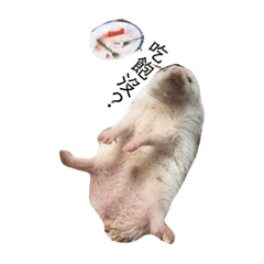 Hedgehog daily life1