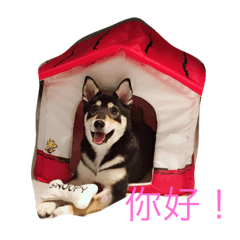 芸萾與他的狗狗