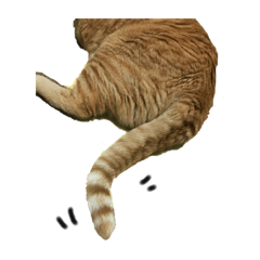 我が家のアイドルーー