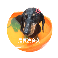 臘腸皮皮的日常
