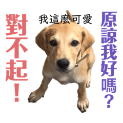 狗貓聯萌