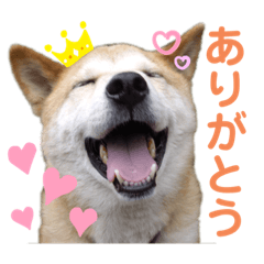 Angel Hachi
