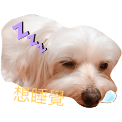 小糖屁