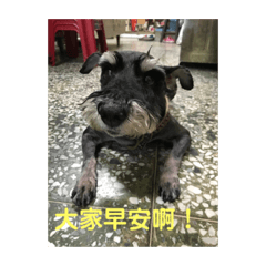仔仔的陪伴
