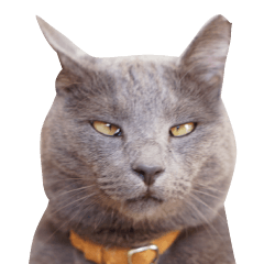 Gray cat "Mino"01