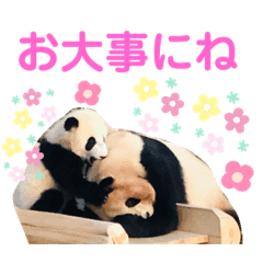 パンダ写真と可愛い仲間達の写真 Line スタンプ Line Store パンダ写真と可愛い仲間達の写真 Line スタンプ Line Store