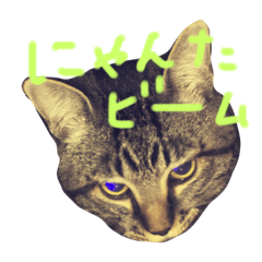 cute! Nyanta!!