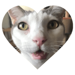 neccos