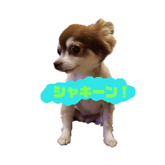 choco my lover