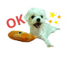 牛牛1